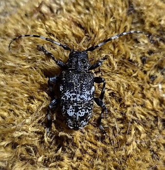 Новый вид жука-усача обнаружили в Нижегородской области