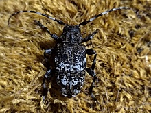 Новый вид жука-усача обнаружили в Нижегородской области