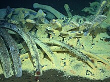 Почему на дне океана пропадают зомби-черви?