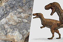 Британка обнаружила на пляже след динозавра возрастом более 160 млн лет