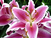 Выставка лилий пройдет в Иркутске