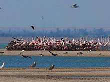 В Крыму массово распространяются инвазивные виды растений и животных