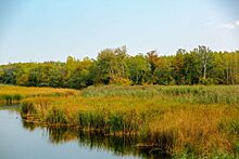 Берендеево болото:главные тайны легендарного русского водоёма