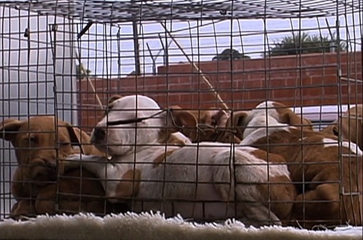 Что известно про фильм «Земляне»