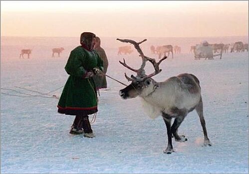 Вернут ли в тундру стокилометровые заборы?