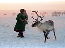 Вернут ли в тундру стокилометровые заборы?