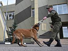 Собака отличает доллары от рублей по запаху