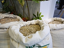 Аграрии Рязанской области превысили прошлогодние показатели сбора урожая