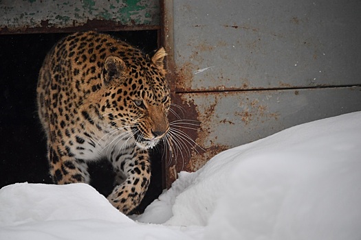 «360.ru»: в Приморье леопард совершил нападения на домашних питомцев