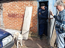 В станице Вешенской спасли собаку, провалившуюся в погреб