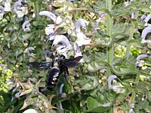 В Курской области замечена фиолетовая пчела-плотник