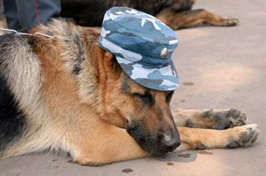 Полиция Адыгеи изъяла с помощью служебных собак 1,5 кг наркотиков