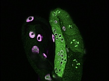 Найден механизм наследования долголетия у червей C. elegans