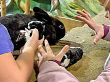 Москвичи требуют закрыть популярный контактный зоопарк на западе столицы