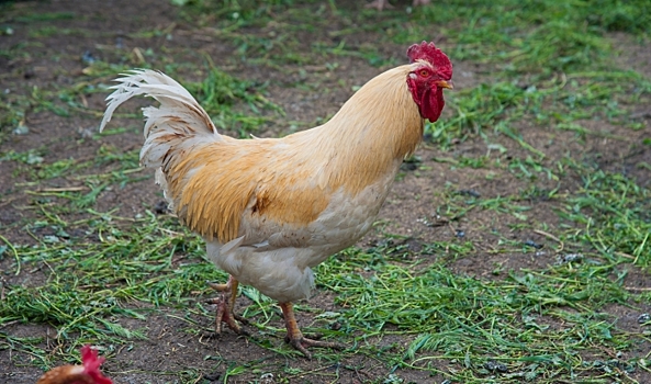 Волгоградцам рассказали об условиях содержания кур на дачном участке