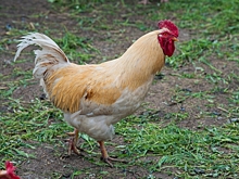 Волгоградцам рассказали об условиях содержания кур на дачном участке