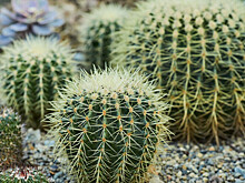 Из-за резких скачков температуры в Ботаническом саду Кишинева страдают растения