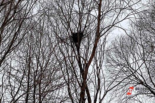 В Краснодаре сухое дерево упало на подводную лодку