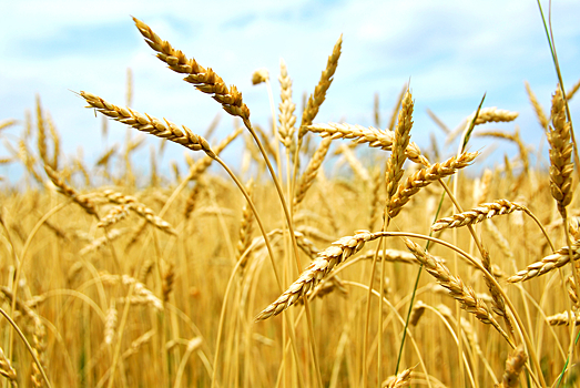 В Краснодарском крае собрали рекордный урожай зерна