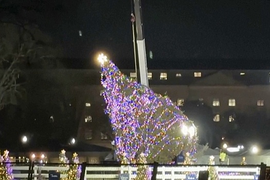 CBS: ветер повалил главную елку Вашингтона перед зажжением на ней огней Байденом