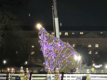 CBS: ветер повалил главную елку Вашингтона перед зажжением на ней огней Байденом