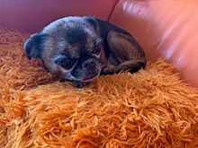 В Москве началась вакцинация домашних животных от бешенства