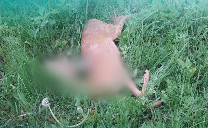 В Курской области браконьеры избили инспектора Минприроды