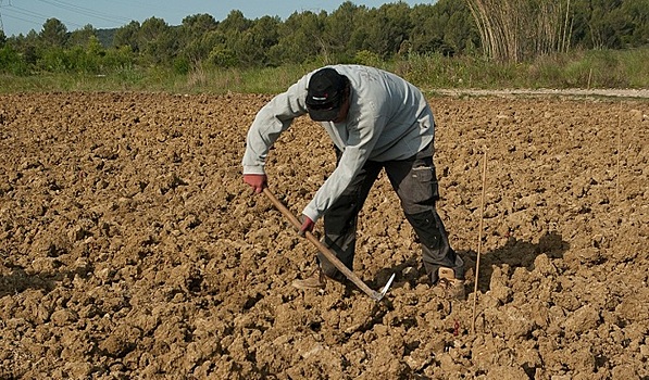 В России предлагают упростить ввоз мигрантов для сезонных работ в поле