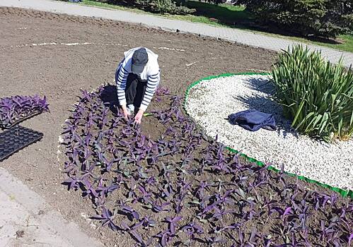 Ростов украсят миллионы цветов: в донской столице приступили к высадке летних растений