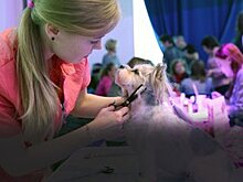 Выходные в Москве. Собачья мода, обострение чувств и танцы глазами Барышникова