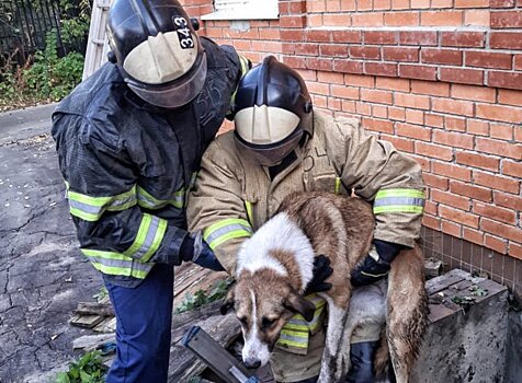 Спасатели вытащили из технологического приямка упавшую туда собаку в городском округе Бронницы