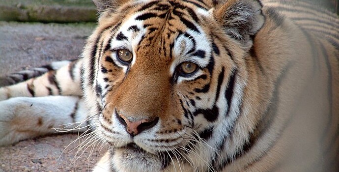 Амурский тигр случайно «сделал селфи» в Приморье