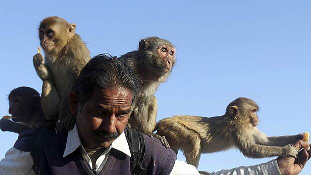 В Индии обезьяны украли зараженную COVID-19 кровь