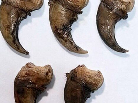 Иностранный турист пытался вывезти из России в Китай когти медведя