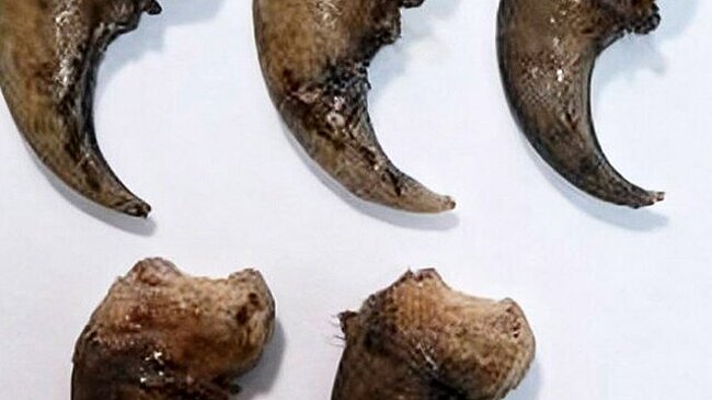 Иностранный турист пытался вывезти из России в Китай когти медведя