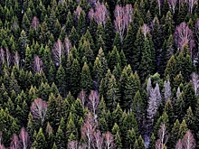 Выявлены ключевые климатические факторы роста камчатских елей