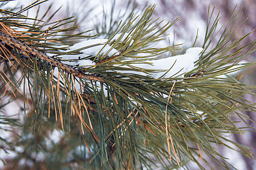 Жуткие морозы ниже –20°C скуют Кузбасс на выходных