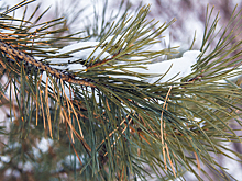 Жуткие морозы ниже –20°C скуют Кузбасс на выходных