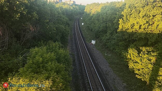 В Пензенской области в авариях погибли два лося