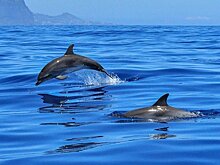 Ученые объяснили наличие «акцентов» у дельфинов