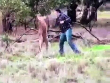 Австралиец кулаками отбил свою собаку у кенгуру