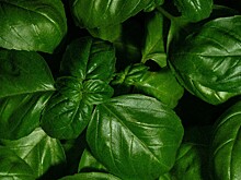 Эксперт посоветовал лучшее растение для выращивания на даче