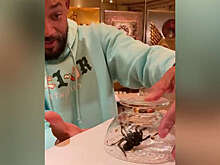 Уилл Смит заставил сына ловить тарантула, который заполз в их дом