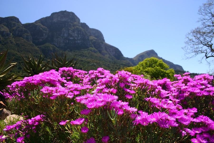 Сад Кирстенбош (Kirstenbosch National Botanical Garden), Кейптаун, ЮАР, Африка