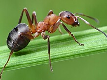 К чему снятся муравьи — бегают, живые, на кровати