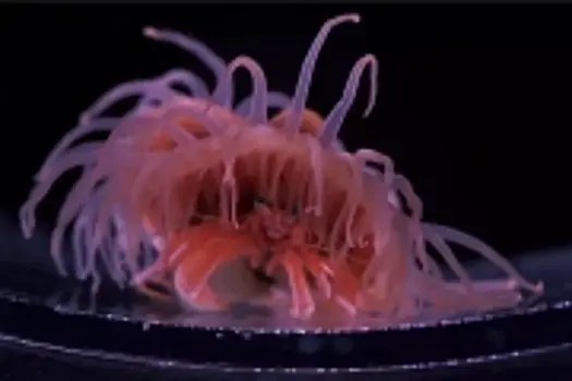 Крабы носят недавно открытые учеными актинии подобно шляпам