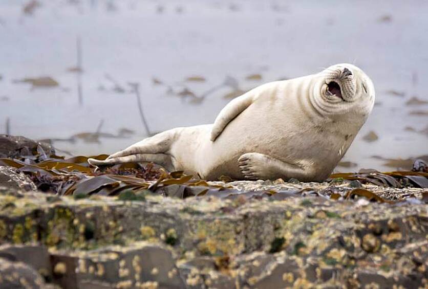 Награды Comedy Wildlife Photography Awards присуждались впервые. В общей сложности на конкурс было подано более 1,5 тыс. заявок из разных стран, в том числе из Ирака, Македонии, Уругвая, Белиза и Шри-Ланки. «Изображения глупо выглядящих животных, очевидно, занимают особое место в сердцах каждого — независимо от национальности», — отмечает издание