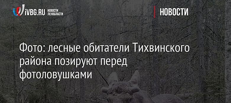 Фото: лесные обитатели Тихвинского района позируют перед фотоловушками