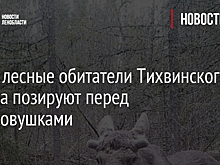 Фото: лесные обитатели Тихвинского района позируют перед фотоловушками