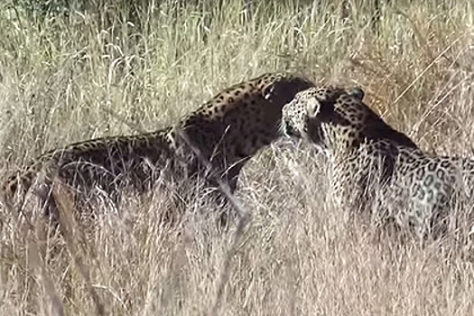 Леопарды подрались из-за кабана и упустили добычу